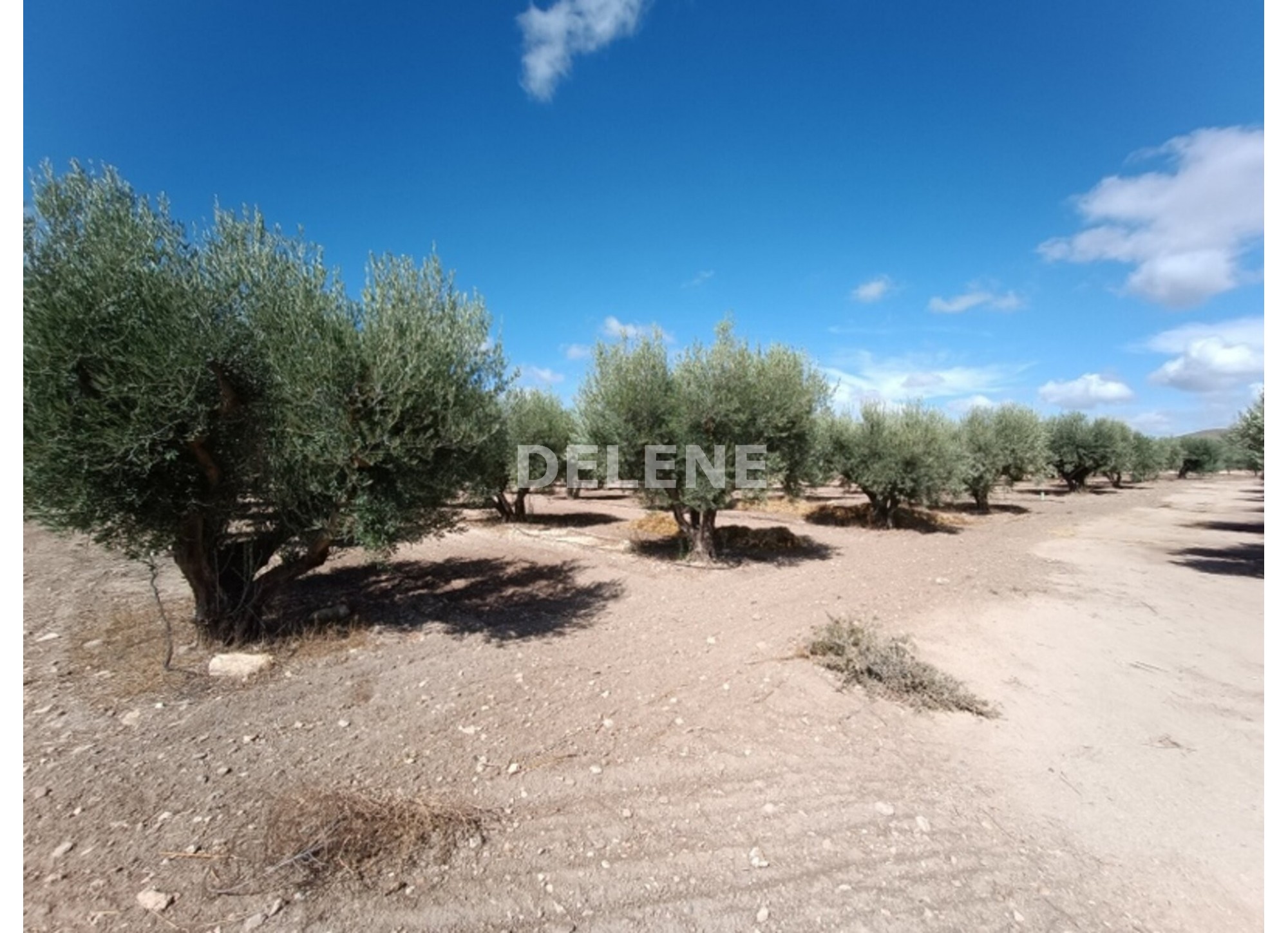 3041 FINCA CON CASA, TERRENO DE CULTIVO Y CUADRAS DE 79.812 M2, TOBARR