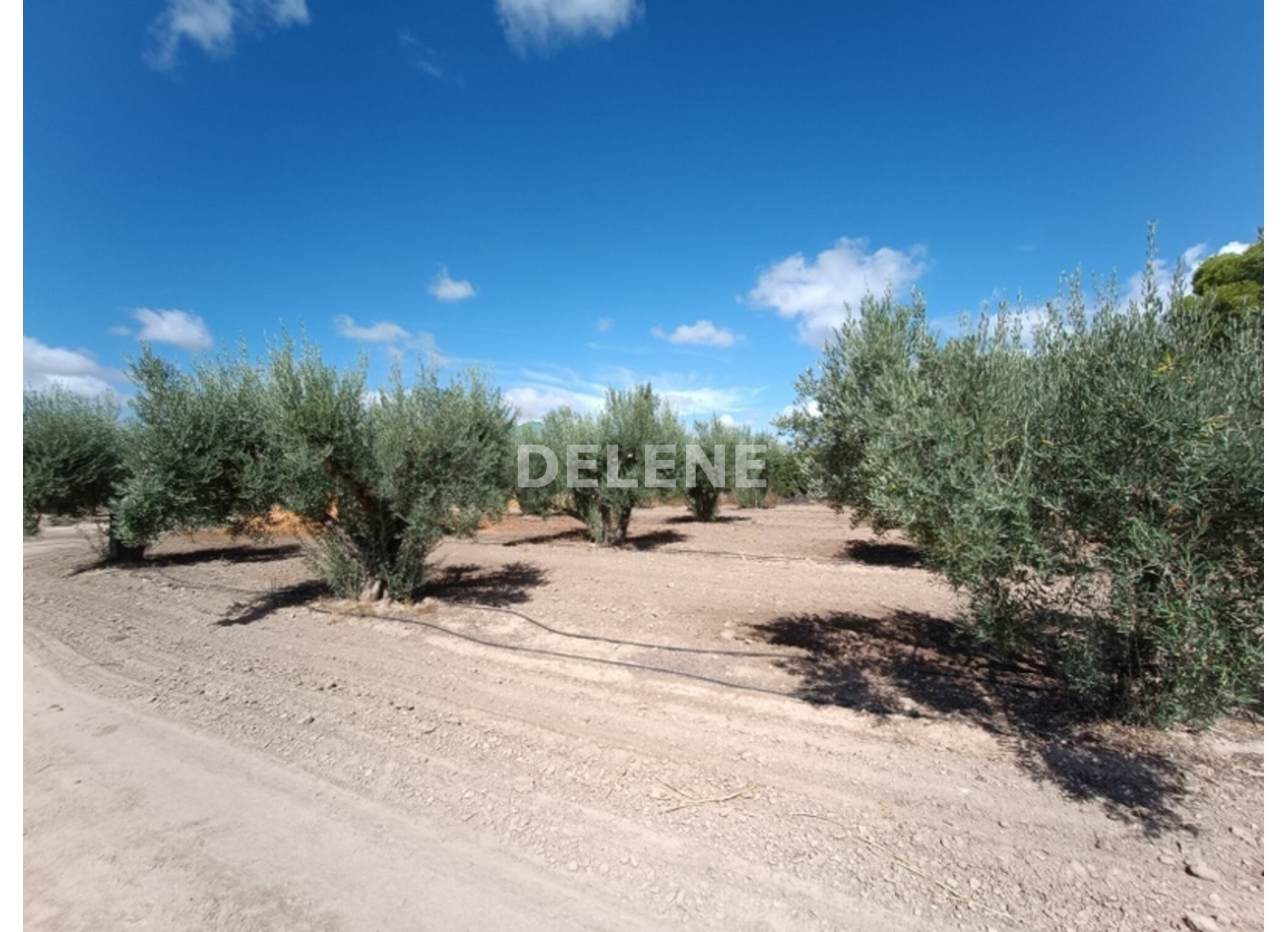 3041 FINCA CON CASA, TERRENO DE CULTIVO Y CUADRAS DE 79.812 M2, TOBARR